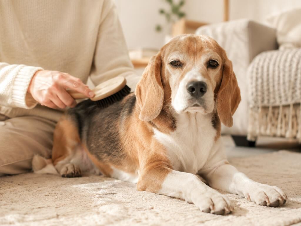 Beagle Care for Beagles